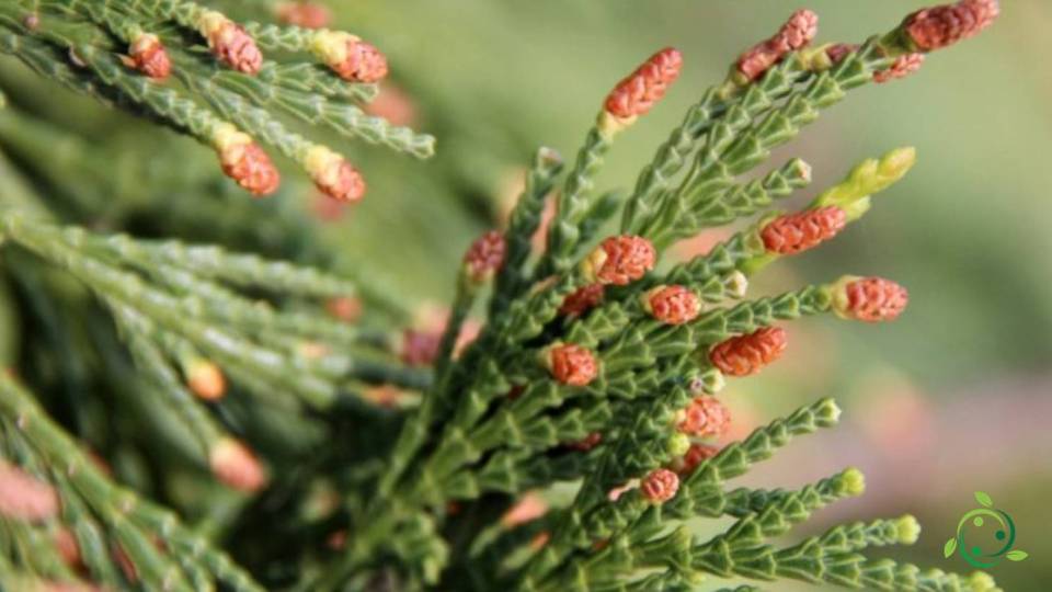 Reproduction of the Incense cedar Habitat, Propagation
