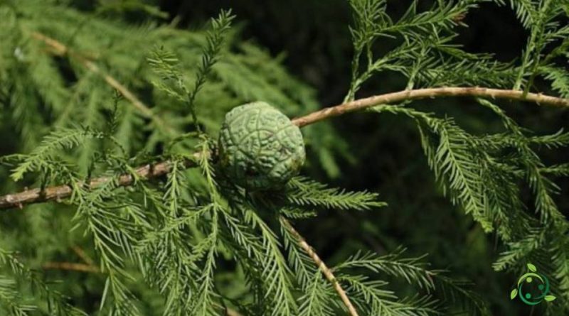 Riproduzione del Cipresso delle paludi