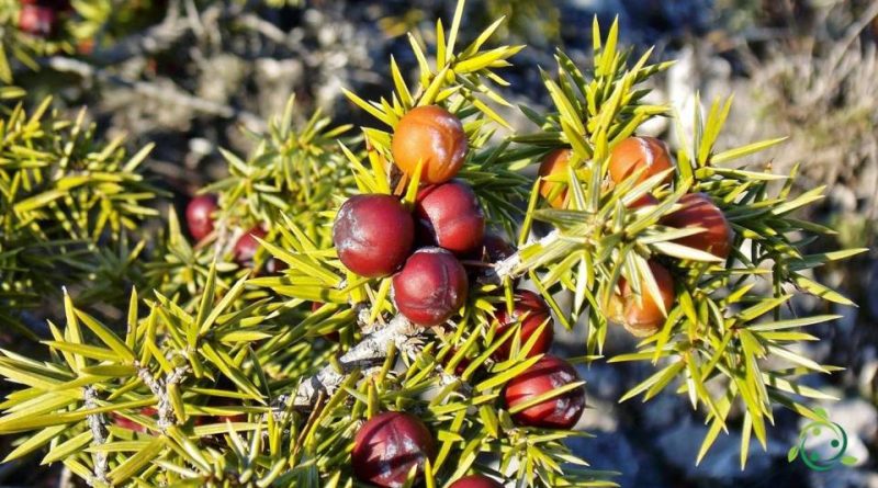 Riproduzione del Ginepro rosso