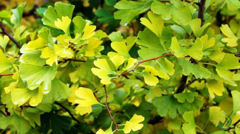 Riproduzione del Ginkgo biloba