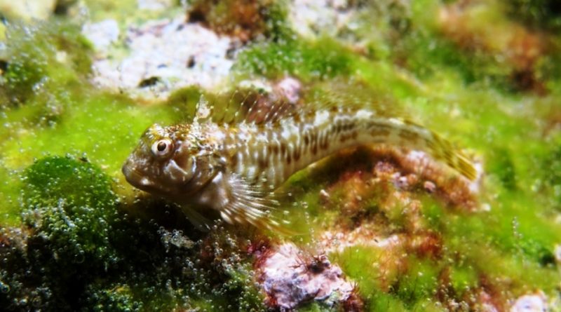 Scartella cristata