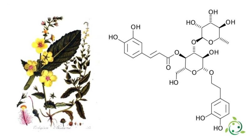 Verbascoside