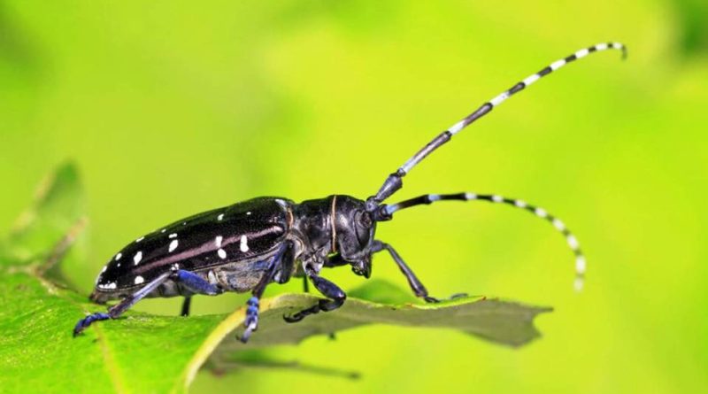 Anoplophora chinensis