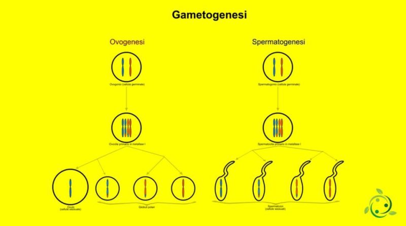 Gametogenesi