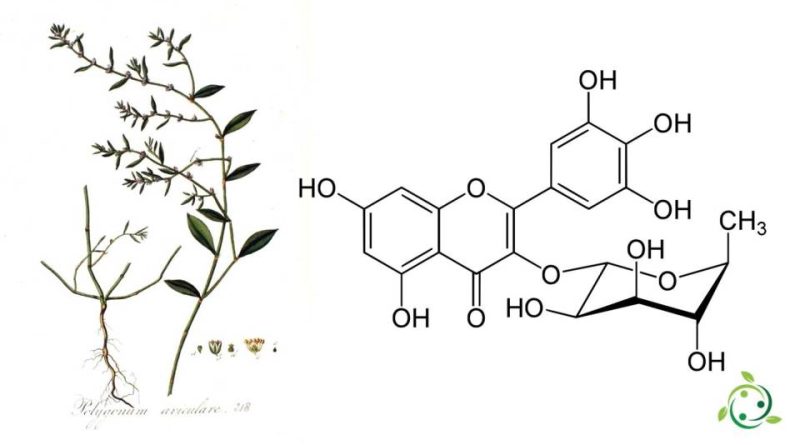 Miricitrina