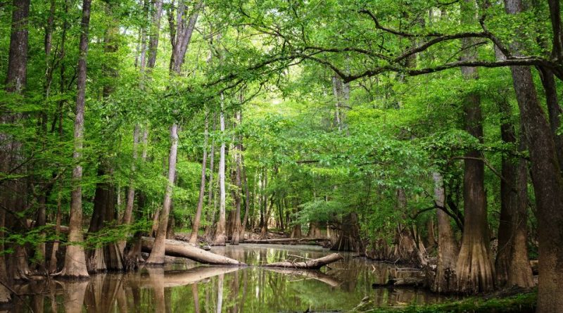 Parco nazionale di Congaree