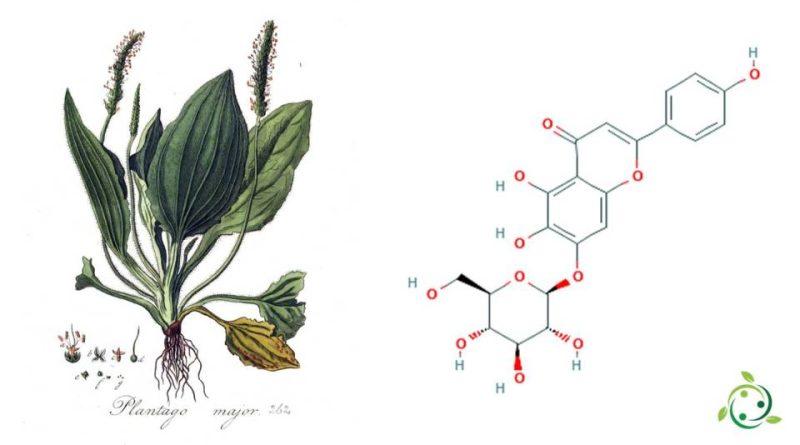 Plantaginina