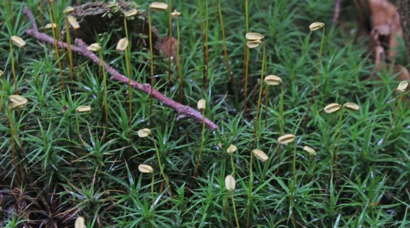 Polytrichum commune