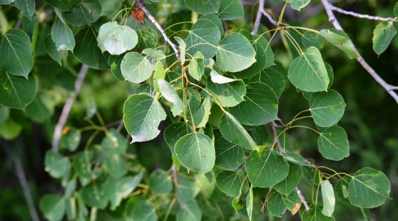 Populus tremuloides