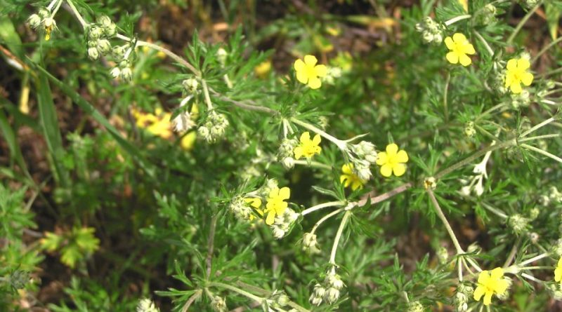 Potentilla argentea