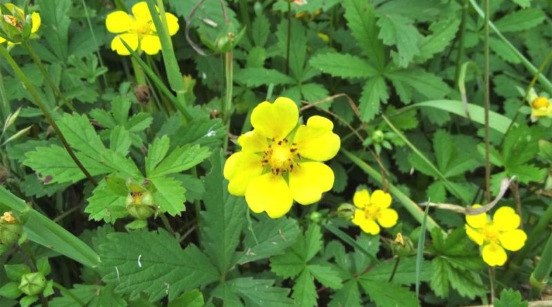 Potentilla reptans