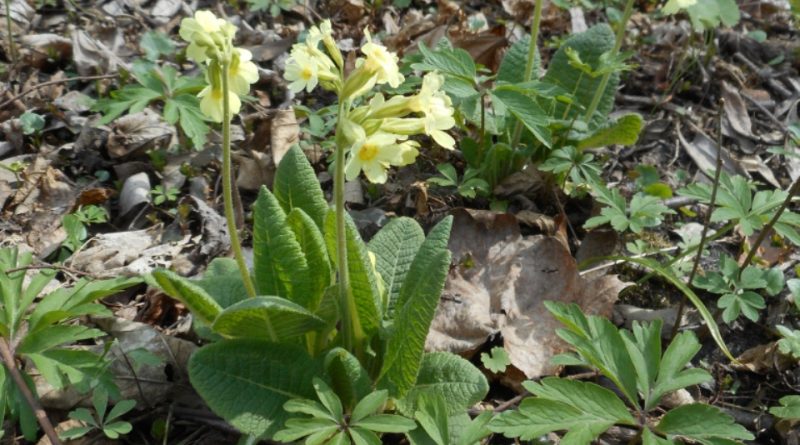 Primula elatior