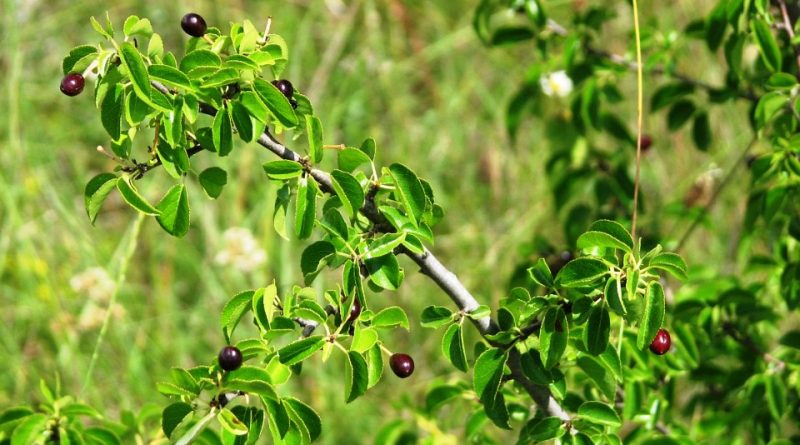 Prunus mahaleb