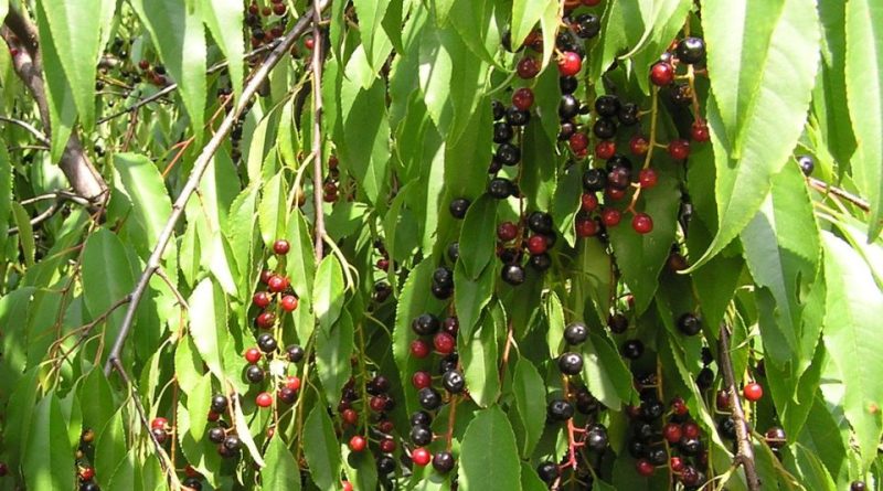 Prunus serotina