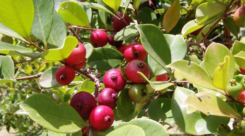 Psidium cattleyanum