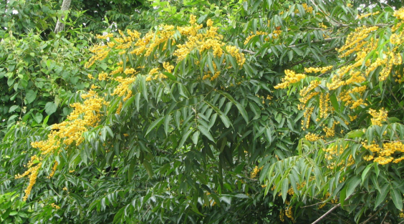 Pterocarpus officinalis