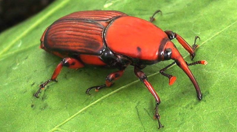 Rhynchophorus ferrugineus