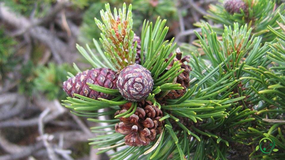 Reproducción del Pino de montaña: Hábitat, Propagación, Ecología