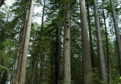Riproduzione della Sequoia