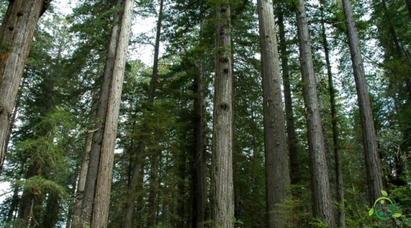 Riproduzione della Sequoia