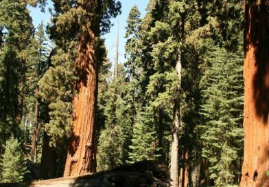 Riproduzione della Sequoia gigante