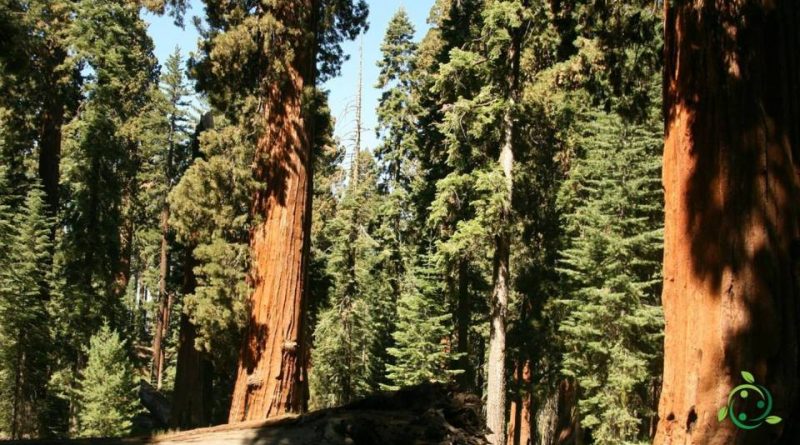 Riproduzione della Sequoia gigante