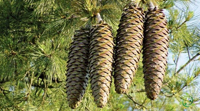 Riproduzione del Pinus lambertiana
