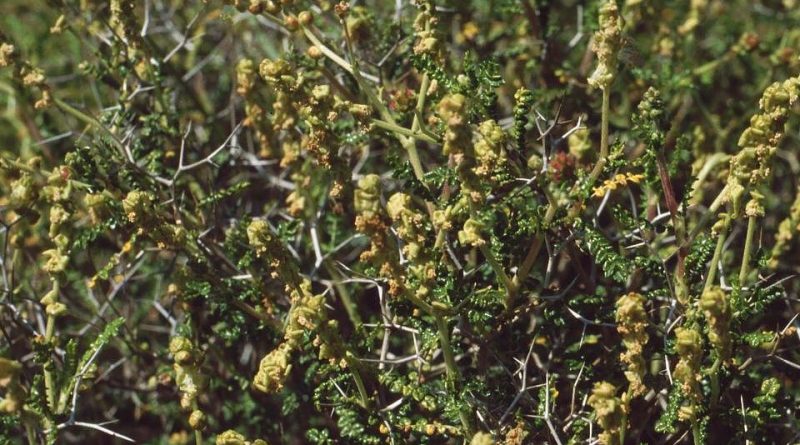 Sarcopoterium spinosum