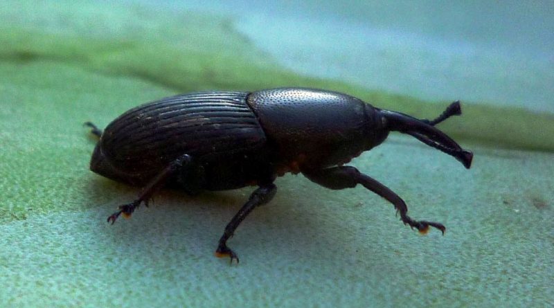 Scyphophorus acupunctatus