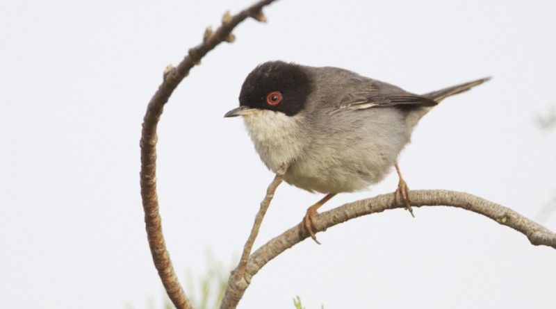 Sylvia melanocephala