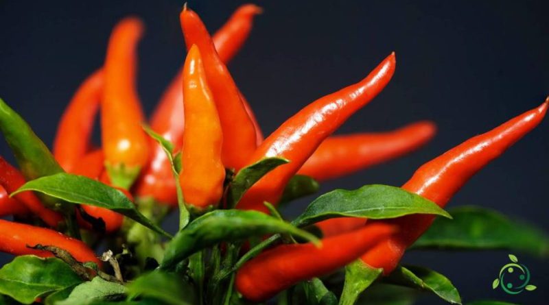 Valore nutrizionale del Peperoncino