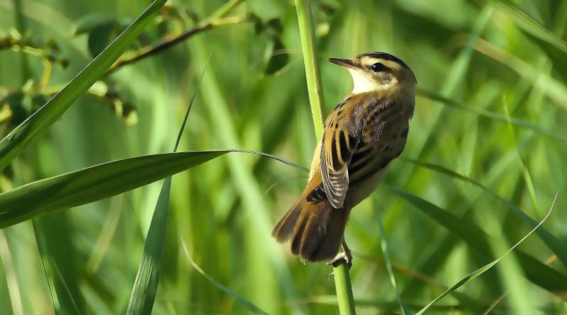 Acrocephalus paludicola