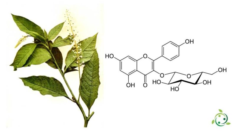 Astragalina