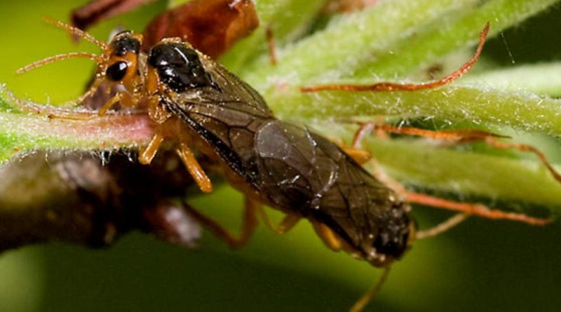 Hoplocampa testudinea