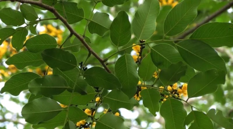 Pterocarpus marsupium: Systematics Habitat Cultivation