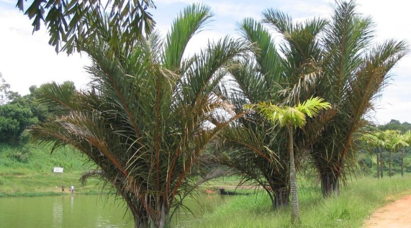 La Rafia Raphia farinifera: Systematics, Etymology, Habitat, Cultivation