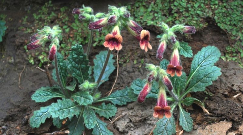 Rehmannia glutinosa