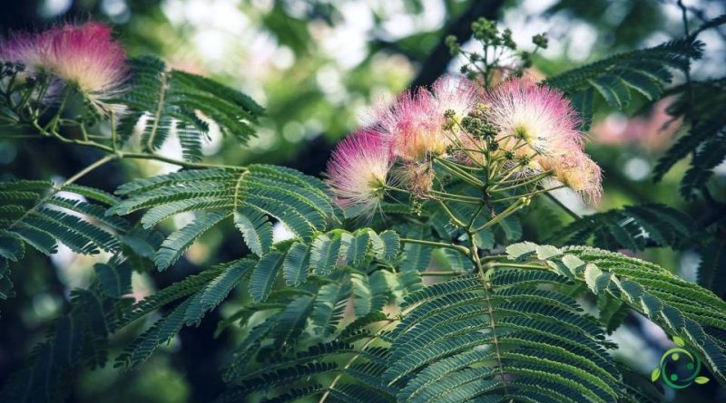 Riproduzione dell’Acacia di Costantinopoli