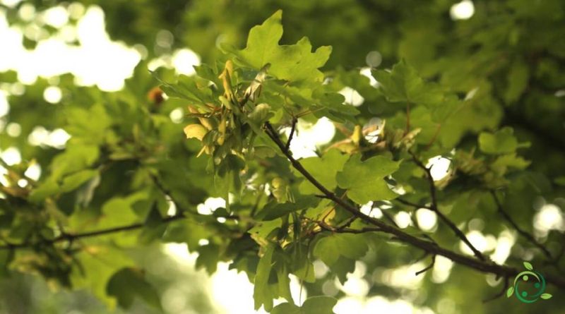 Riproduzione dell’Acero campestre