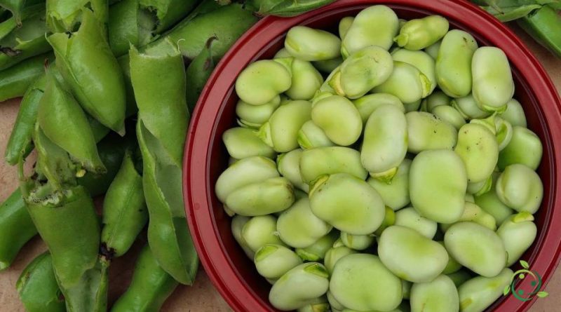 Valore nutrizionale della Fava