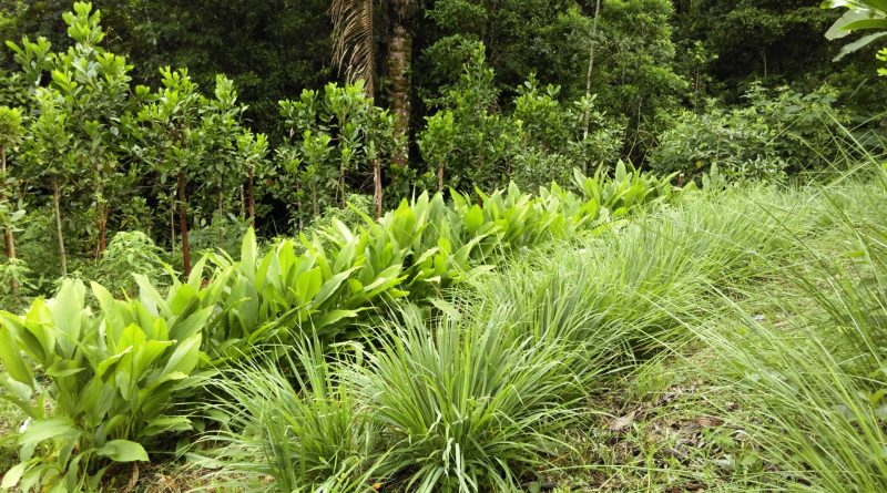 Agricoltura Sintropica