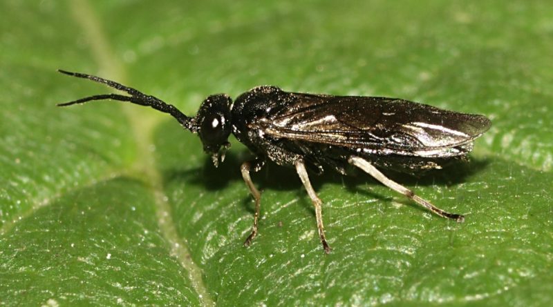 Cladius pectinicornis