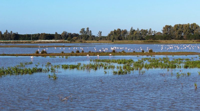 Parco nazionale di Doñana