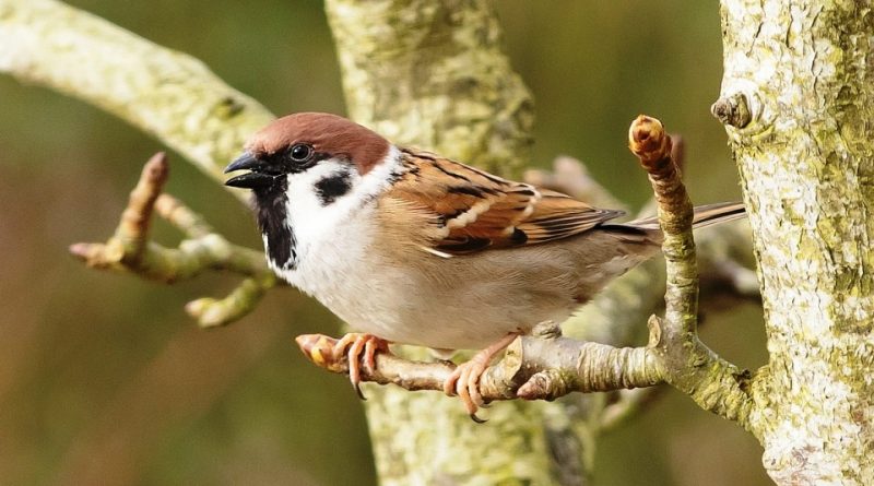 Passer montanus