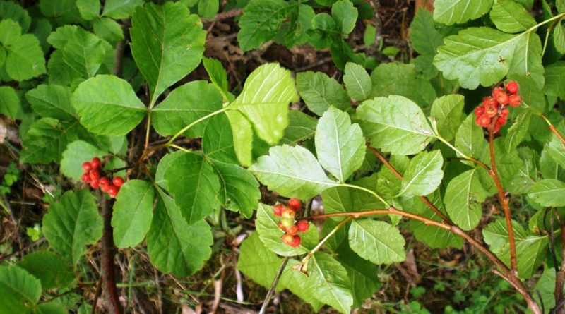 Rhus aromatica