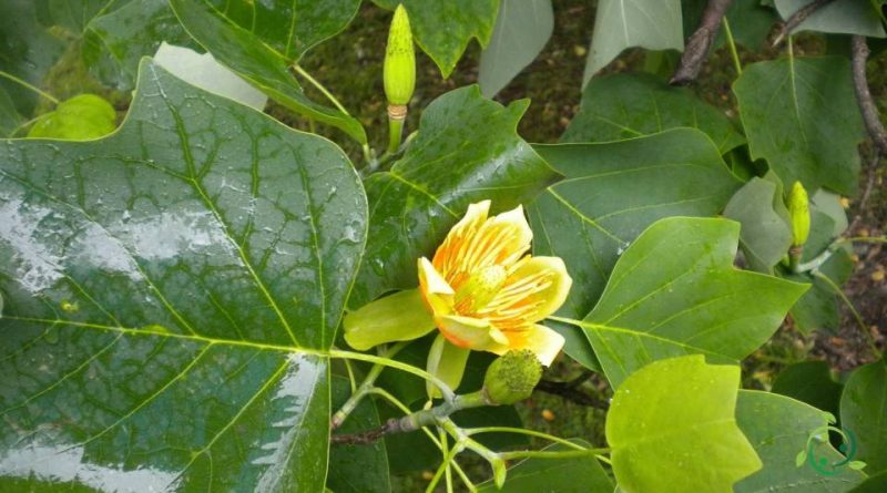 Riproduzione dell’Albero dei tulipani