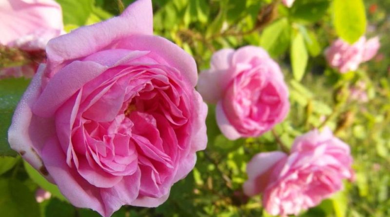 Rosa centifolia: Systematics, Etymology, Habitat, Cultivation ...