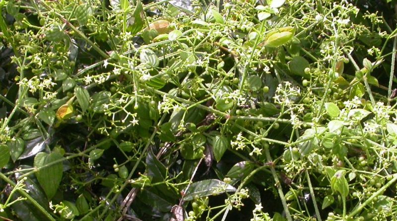 Rubia cordifolia