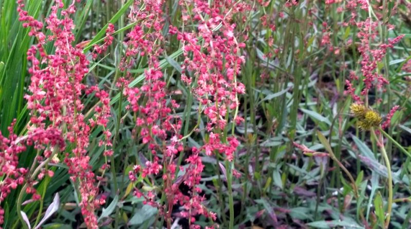 Rumex acetosella