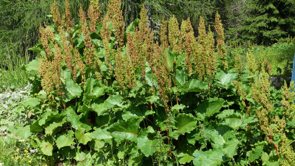 Rumex alpinus: Systematics, Etymology, Habitat, Cultivation